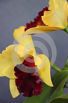 Yellow Orchid