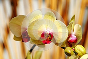 Yellow orchid