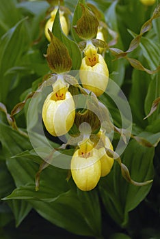 Closeup of Cypripedium parviflorum var. pubescens Orchid Flowers