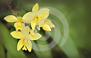 Yellow orchid