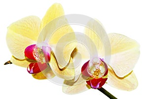 Yellow orchid branch