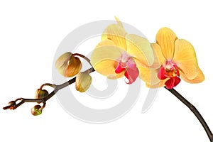 Yellow orchid with buds 4.