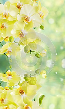 Yellow orchid with butterfly on natural background