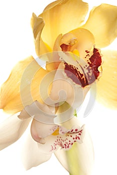 Yellow Orchid closeup