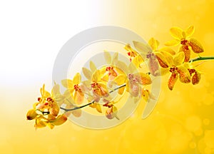 The Yellow orchid on colorful yellow background