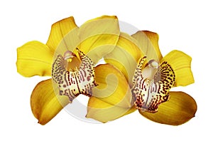 Yellow orchid (Cymbidium) flowers in a floral arrangement isolated