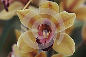 Yellow Orchid with Deep Red Stamen