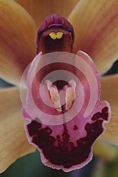 Yellow Orchid with Deep Red Stamen