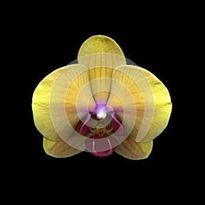 Yellow orchid flower