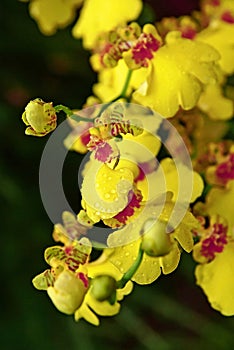 Yellow orchid flower