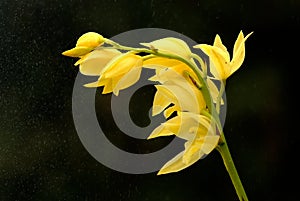 Yellow Orchid flower