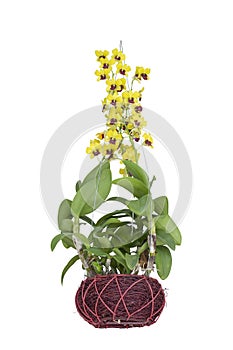 Yellow orchid flower bloom and hanging in brown pot isolated on white background.