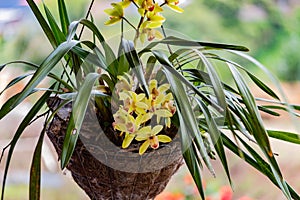 Yellow orchid flower blooming and hanging in wooden pot in garden with out of focus background