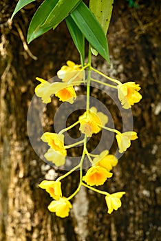 Yellow orchid flower (Dendrobium chrysotoxum), Thailand
