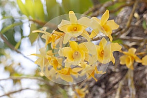 Yellow orchid flower or Dendrobium friedericksianum Rchb.f. bloom with sunlight in the garden.