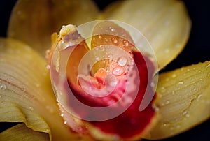 Yellow orchid flower with dew drops closeup