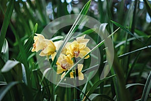 Yellow orchid flower among green leaves, growing terrestrial orchids photo