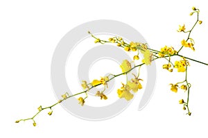 Yellow orchid flower isolated on white