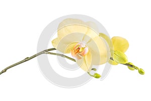 Yellow Orchid Flower isolated