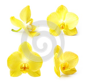 Yellow orchid flower isolated