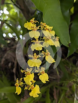 Yellow Orchid flower mutualism
