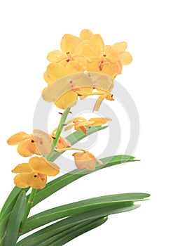 Yellow orchid, Flowers