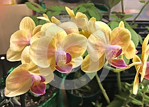 Yellow orchid flowers