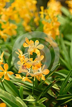 Yellow orchid flowers (Ascocentrum miniatum)