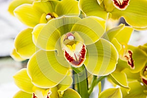 Yellow orchid flowers photo