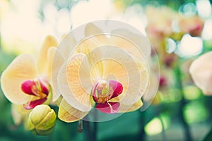 Yellow orchid flowers