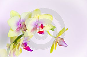 Yellow orchid flowers on light blue background