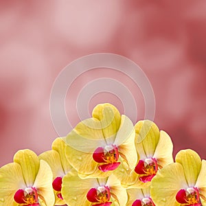 Yellow orchid flowers, Orchidaceae, Phalaenopsis known as the Moth Orchid, abbreviated Phal. Red light bokeh background