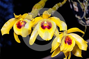 Yellow orchid forest (Dendrobium friedericksianum).