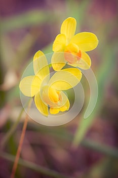 Yellow orchid in forest