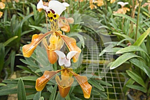 Yellow orchid in Garden