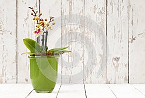 Yellow orchid in glass pot, on wooden planks