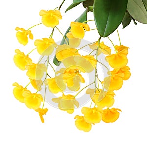 Yellow orchid, Honey fragrant orchids on white
