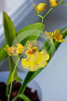Yellow orchid oncidium in blossom on the window. Mountine orchid