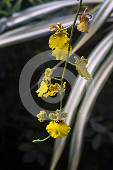 Yellow orchid / Oncidium  orchid flowers