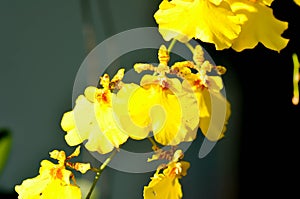 Yellow orchid, orchid or ORCHIDACEAE flower or Dendrobium lindleyi Steud or Dendrobium lindleyi