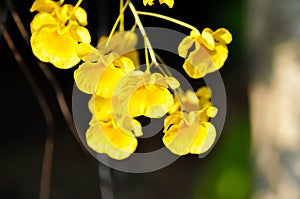 yellow orchid, orchid or ORCHIDACEAE flower or Dendrobium lindleyi Steud or Dendrobium lindleyi or yellow flower