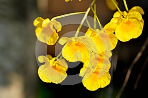 yellow orchid, orchid or ORCHIDACEAE flower or Dendrobium lindleyi Steud or Dendrobium lindleyi or yellow flower