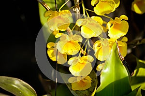 yellow orchid, orchid or ORCHIDACEAE flower or Dendrobium lindleyi Steud or Dendrobium lindleyi or yellow flower