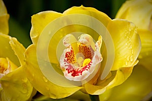 Yellow orchid (OrchidÃÂ¡ceae) close up