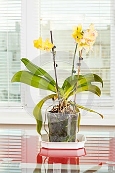 Yellow orchid. Pot flower in transparent flowerpot