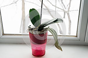 Yellow orchid in a pot on a windowsill.