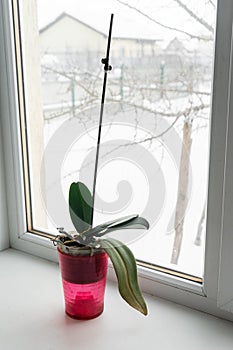 Yellow orchid in a pot on a windowsill.