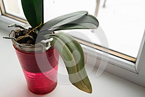 Yellow orchid in a pot on a windowsill.