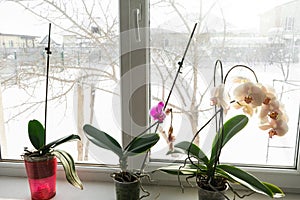 yellow orchid in a pot on a windowsill.