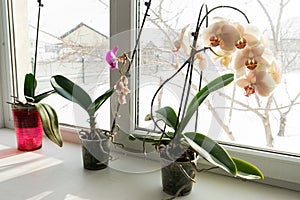 yellow orchid in a pot on a windowsill.